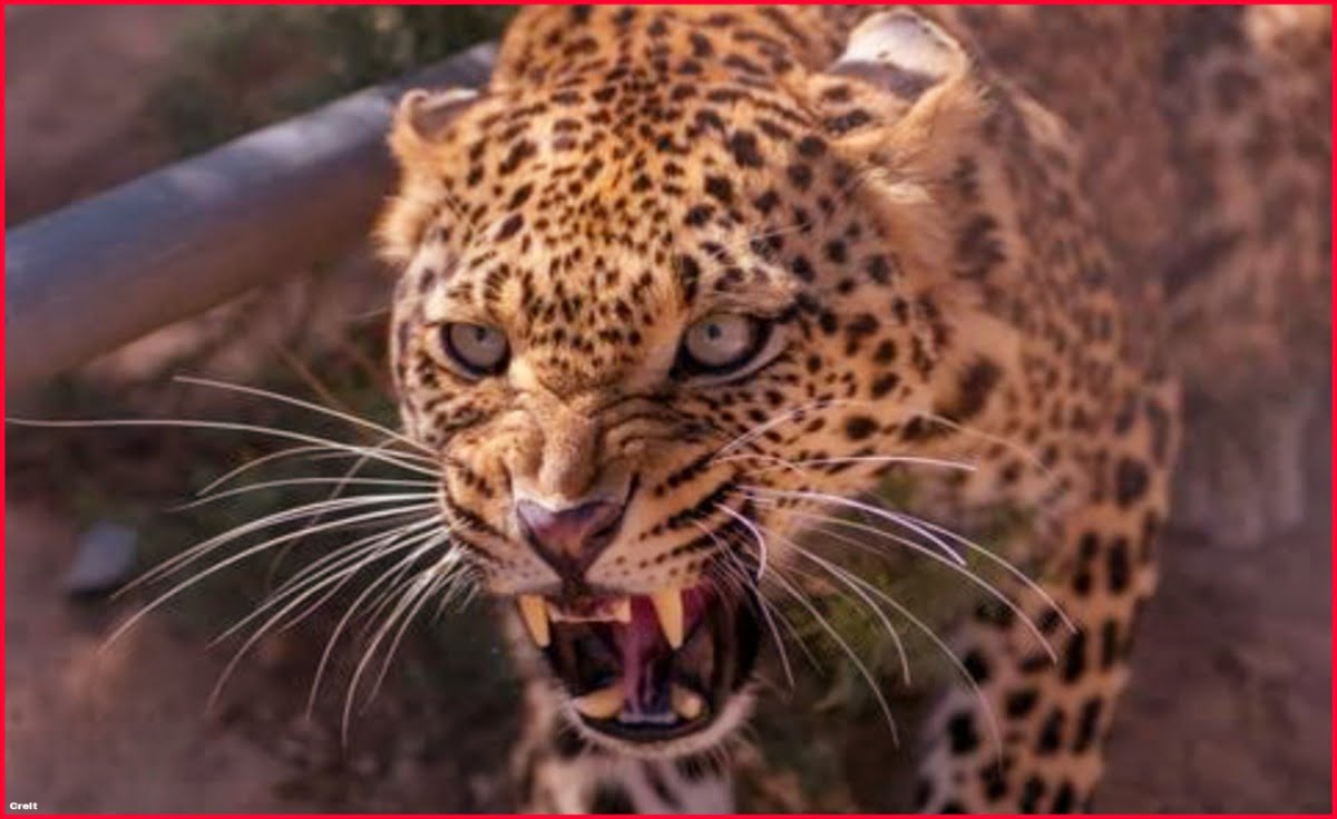 leopard attack injured 1