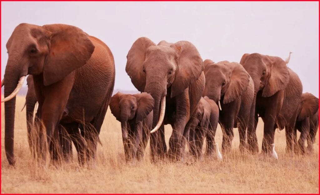 10 elephants died in 3 days