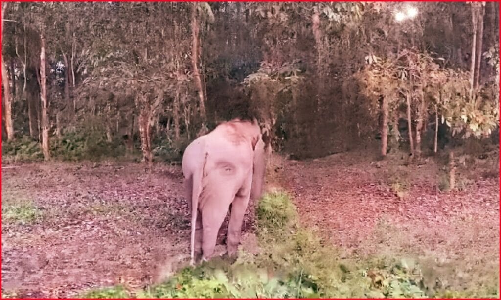 1 Baby Elephant Died