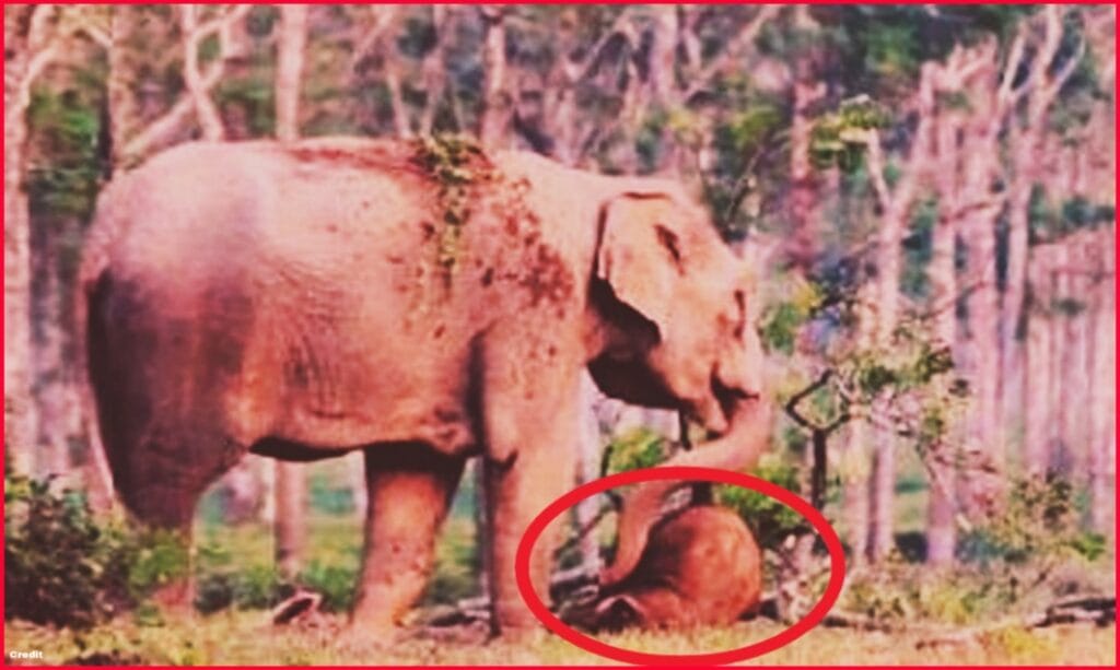 1 Baby Elephant Died