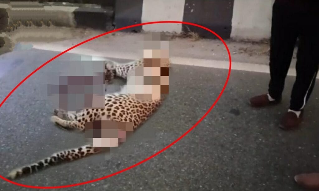 1 leopard died in siliguri