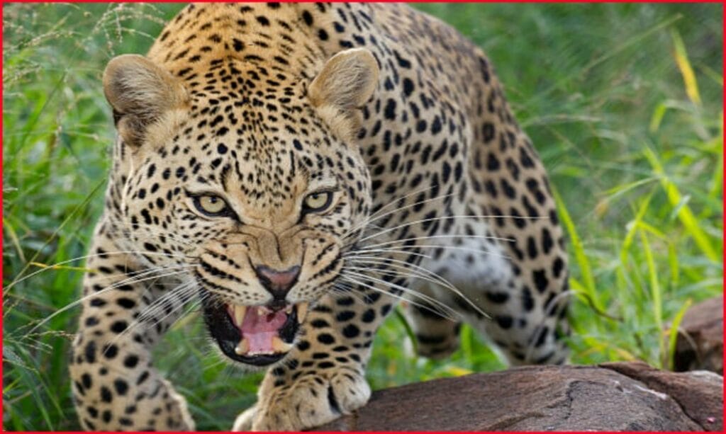 Tiger Attack