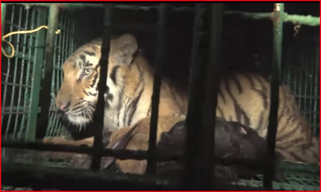 WB-Caged killer tiger
