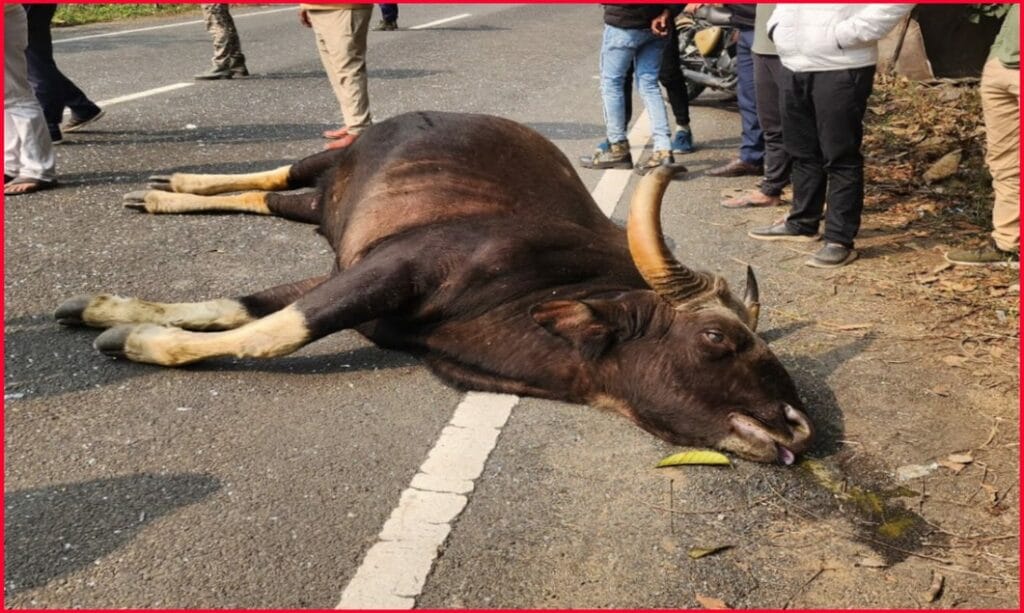 1 bison died