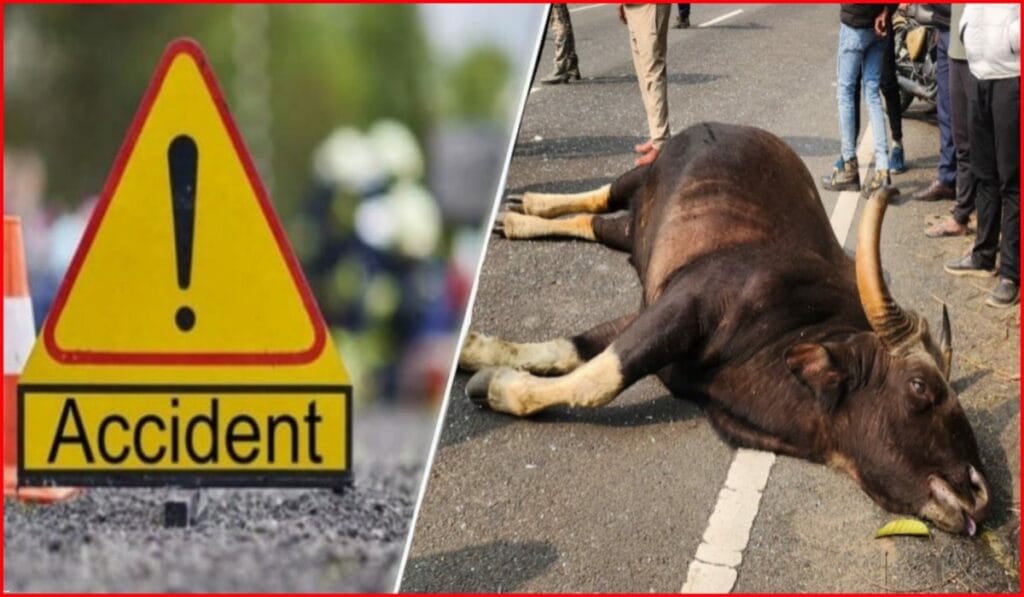 1 bison died