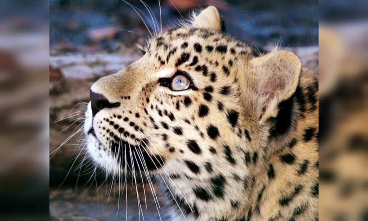 Leopard