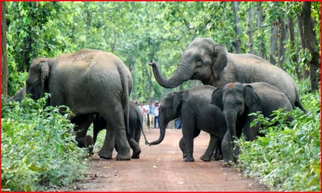 Elephant