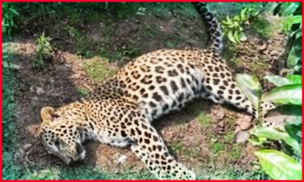 1 tiger carcass recovered