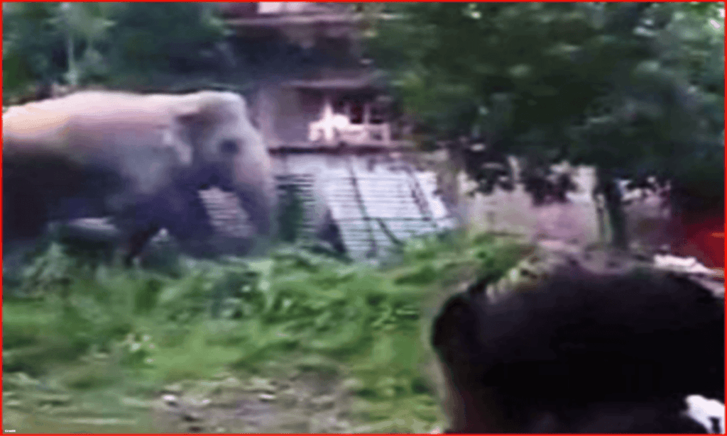 Elephant Attack