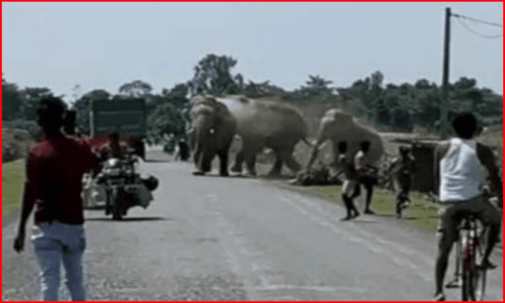 Elephant Attack
