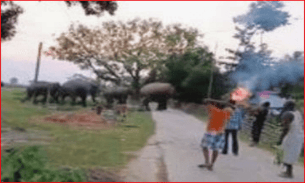 Elephant Attack