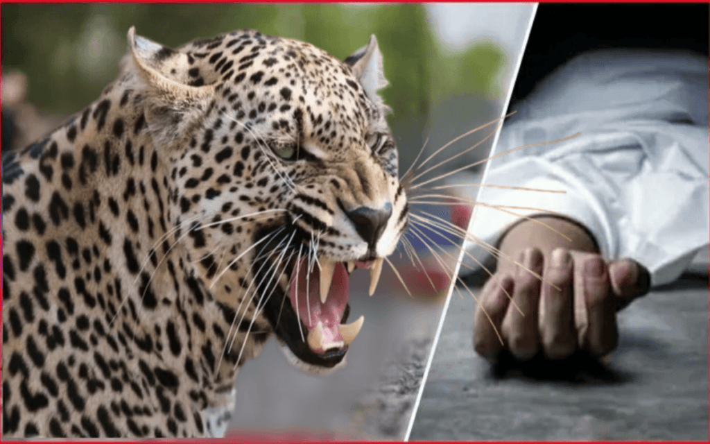 Leopard attack
