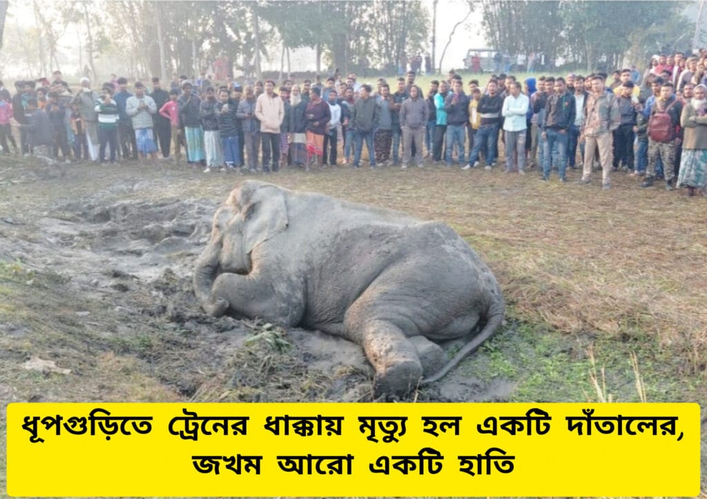 North Bengal,Elephant Death