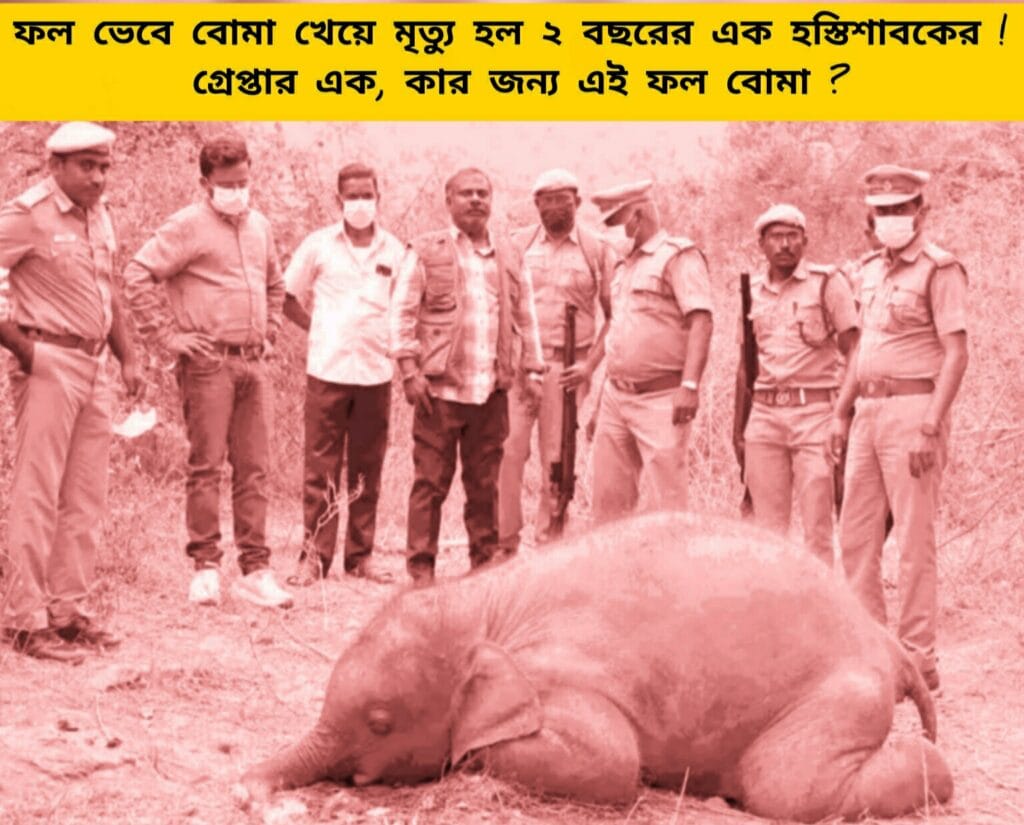 Death of 1 baby elephant